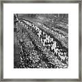 Parade Procession For Charles Lindbergh Framed Print