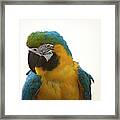 Parrot Framed Print