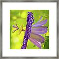Passionate Purple Passiflora Framed Print