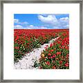 Path Through The Poppies Framed Print