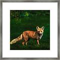 Patience Framed Print