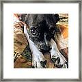 Paws Framed Print