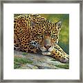 Peaceful Jaguar Framed Print
