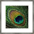 Peacock Feather Framed Print