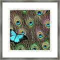 Peacock Feathers & Blue Butterfly Framed Print