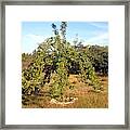 Pear Tree With Pears Framed Print