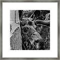 Peek-a-moose Framed Print