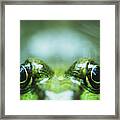 Peekaboo Frog Framed Print