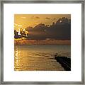 Pelican Gold Framed Print