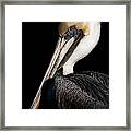 Pelican Portrait Framed Print