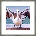 Pelican Wings Of Beauty 9724 Framed Print