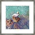 Pelican'ing Framed Print