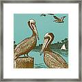 Pelicans Framed Print