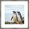Penguins At Magdalena Island In Chile Framed Print