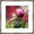 Peony Bud And  Refractions Framed Print