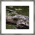 Perched Gator Framed Print