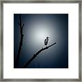 Perched Framed Print