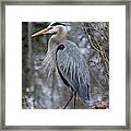 Perfect Pose Framed Print