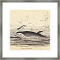 Pernettys Dolphin Framed Print