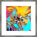 Persian Cat Framed Print