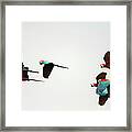 Peru, Red And Green Macaws Flying Framed Print