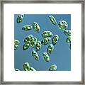 Phacus Algae Framed Print