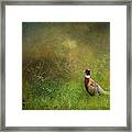 Pheasant Framed Print