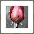 Photographic Drawing Framed Print