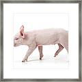 Piglet Framed Print