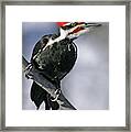 Pileated Woodpecker Framed Print