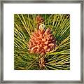Pine Cone On A Pine Tree Framed Print