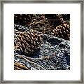 Pine Cone On Charred Wood Framed Print