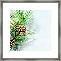 Pine Cone On Fir Tree Brunch Under Snow Framed Print