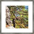 Pine Tree. Saxon Switzerland Framed Print