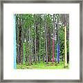 Pine Trees Wrapped In Color Framed Print