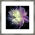 Pink And White Peony Petals And Drops Framed Print