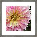 Pink And Yellow Dahlia Framed Print