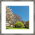 Pink Blossom Blooming Lush Green Spring Framed Print