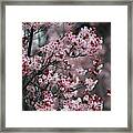 Pink Blossoms In Foreground At Reagan Library 3 Framed Print