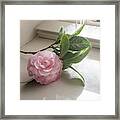 Pink Camellia By The Window Framed Print