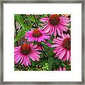 Pink Cone Flowers Framed Print