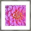 Pink Dahlia Flower Framed Print