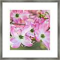 Pink Dogwood Beauty Framed Print