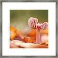 Pink Fungi Framed Print