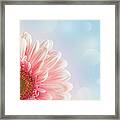 Pink Gerber Framed Print