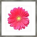 Pink Gerbera Daisy Isolated On White Framed Print