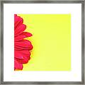 Pink Gerbera Daisy On Yellow Background Framed Print