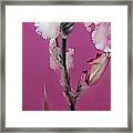 Pink Iris Framed Print