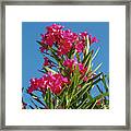 Pink Oleander With Blue Skies Framed Print