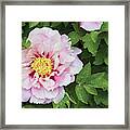 Pink Peony Framed Print